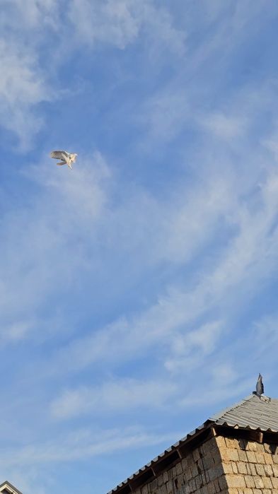 Голуби бойные такла