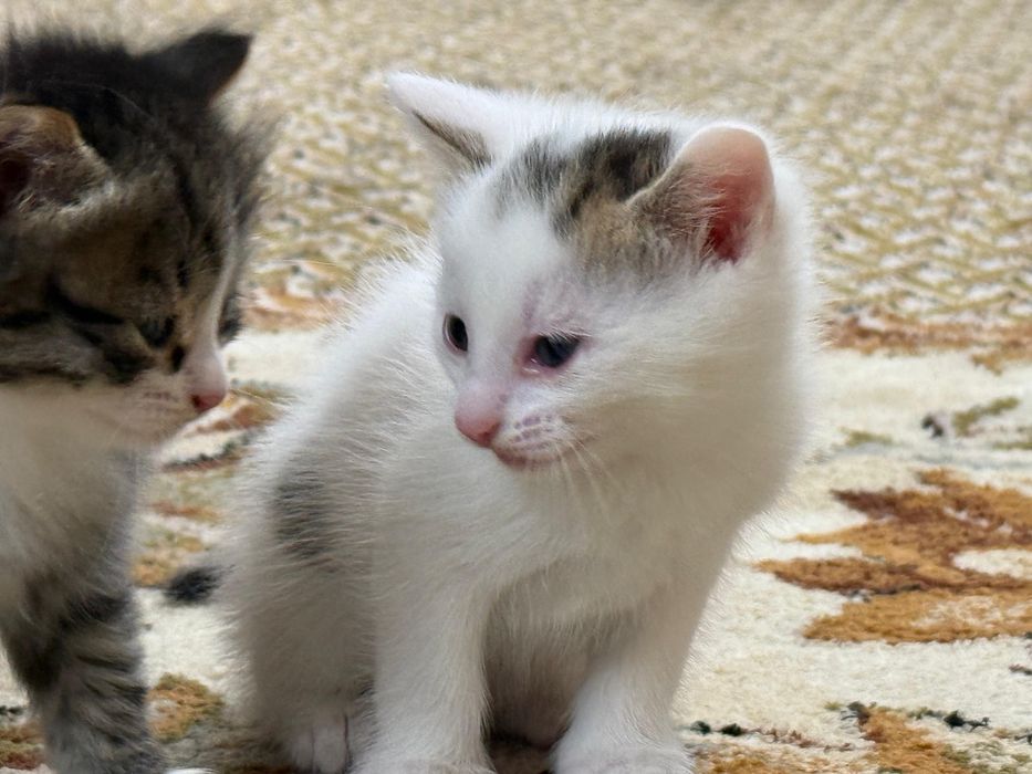 Отдам котят в добрые руки