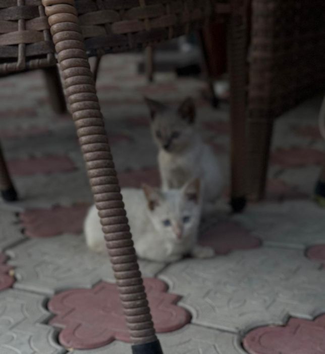 Продаются котята