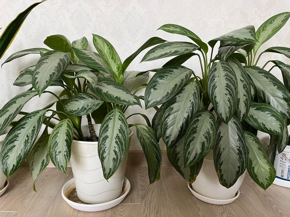 Аглаонемы в белых горшках