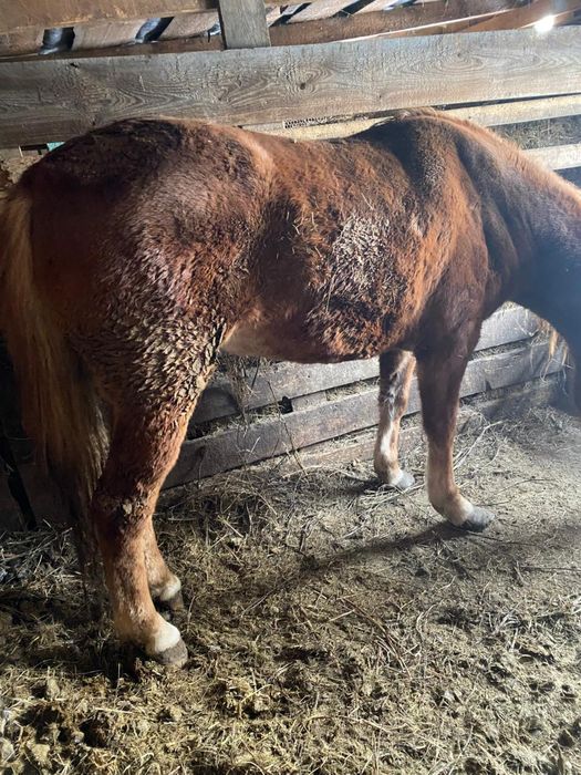 Продам кабылу 5лет