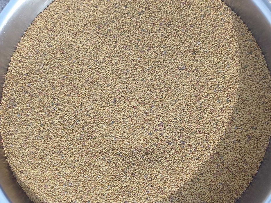 Продавам семе люцерна