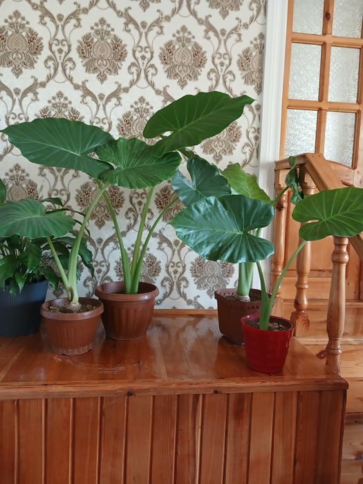 Arma gullari sotiladi