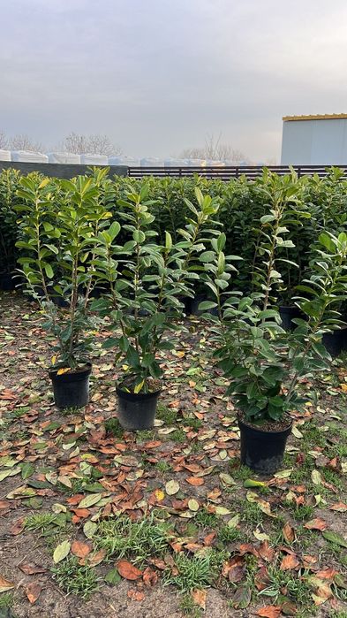 Prunus laurocerasus mesteacăn