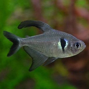 Продам аквариумных рыбок