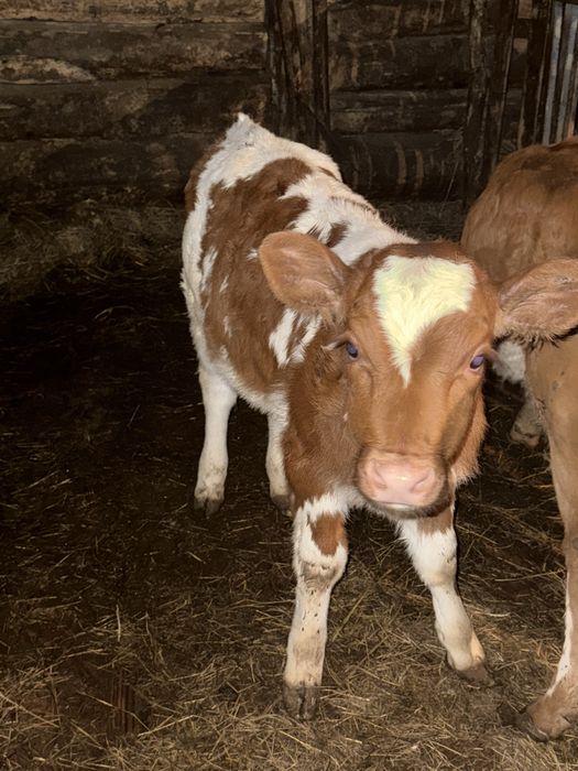 Продам двух телят