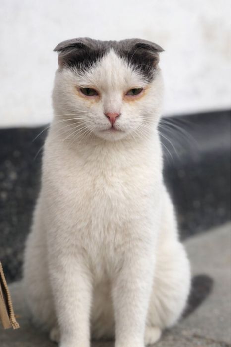 Шотландская вислоухая мама (1 год) и 2 котенка