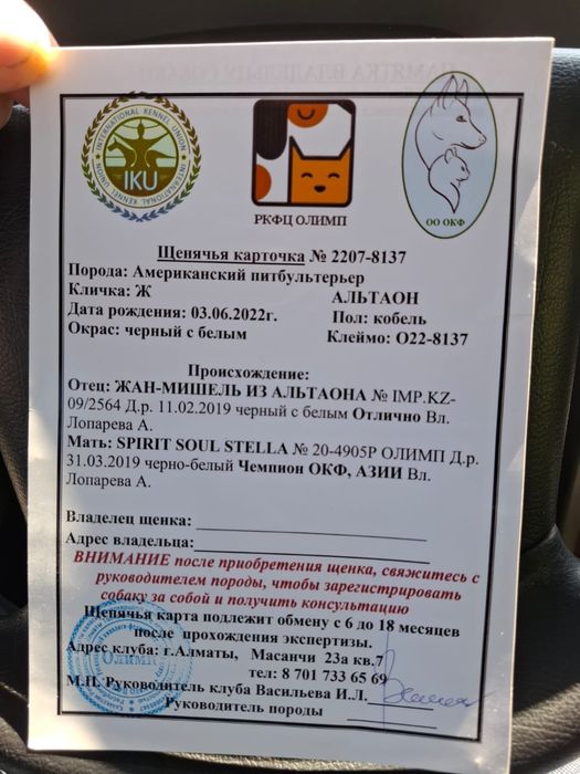 Американский питбультерьер ищем девочку  для вязки