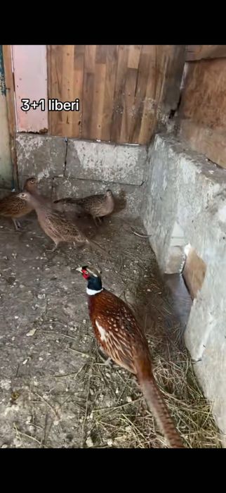 De vânzare fazani comuni