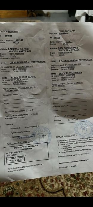 Продам Ротфейлера