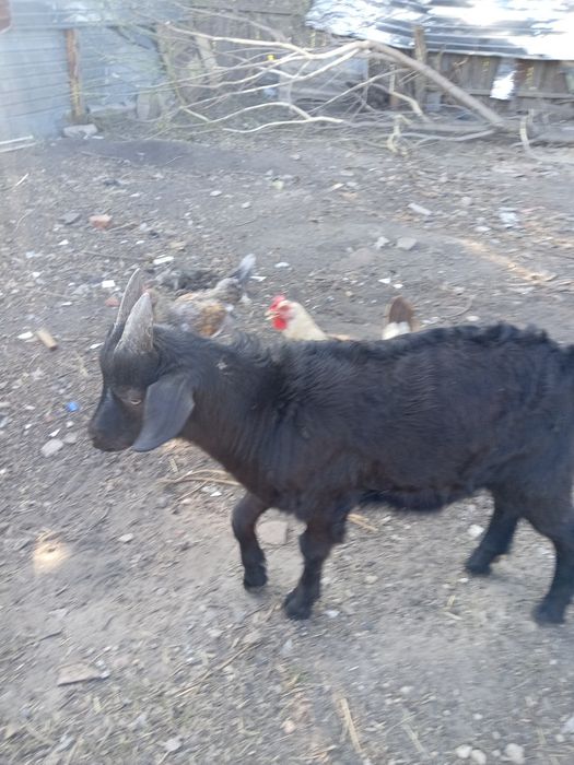 Козленка продам или обменяю