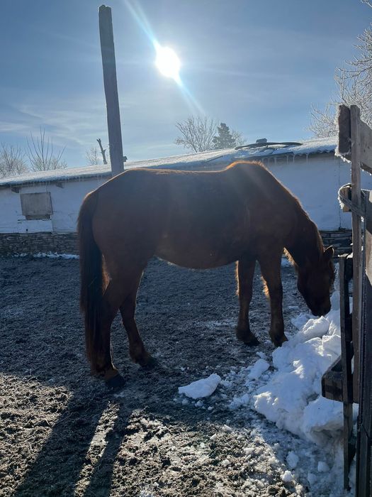 Кобыла лошадь жеребая