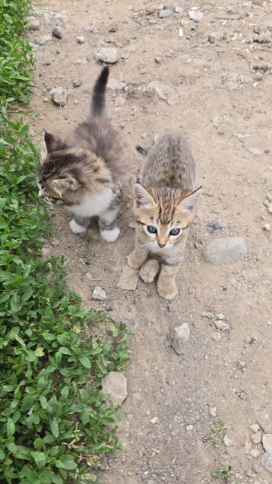 Котята в хорошие руки