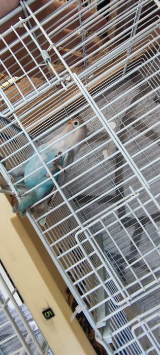 Agaporis Fisher de vânzare/schimb  papagal