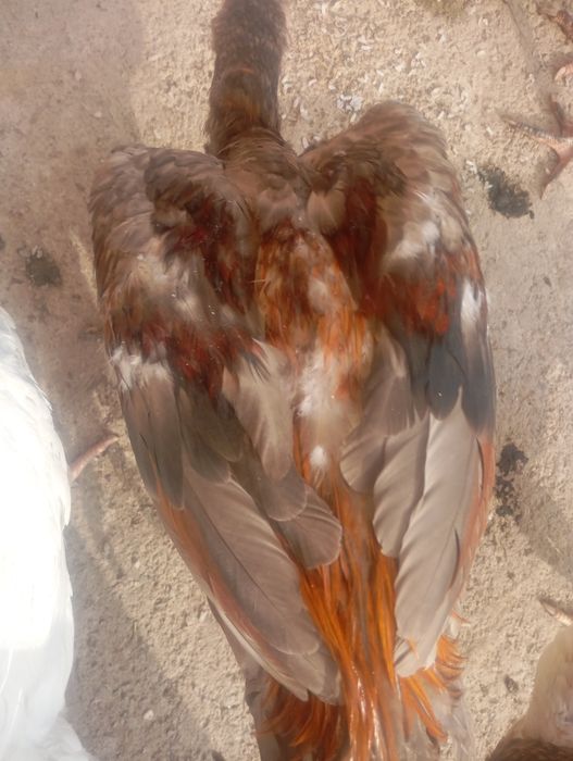 Продам срочно чисто породный