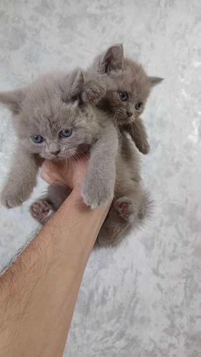 Элитные котята от чистокровных родителей!!!