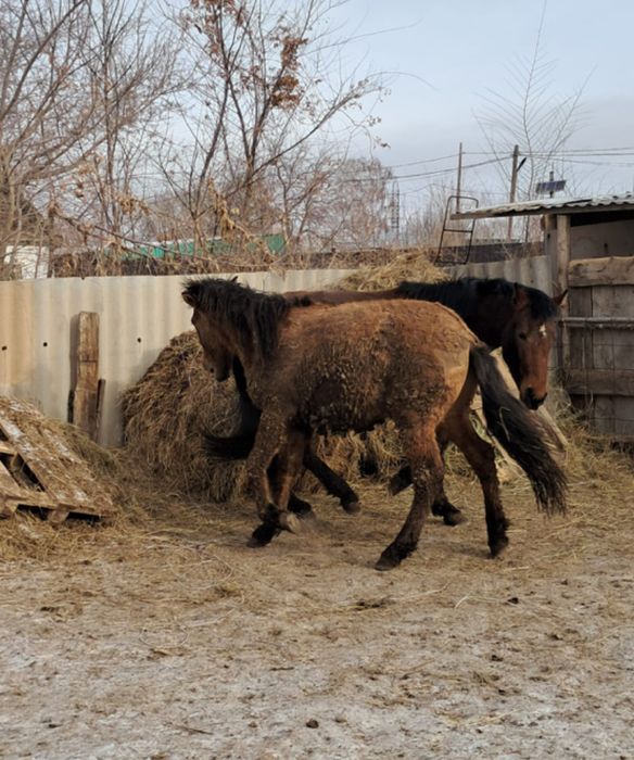 Продам лошадей молодняк