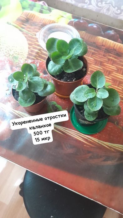 Продам цветы дешево