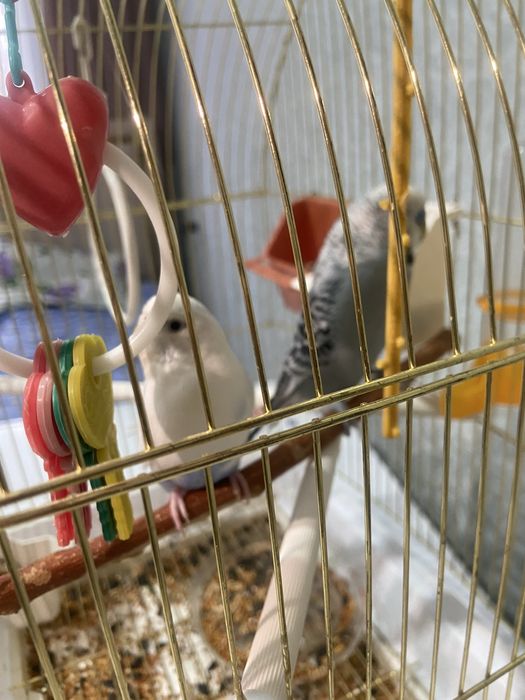 Продам попугайов