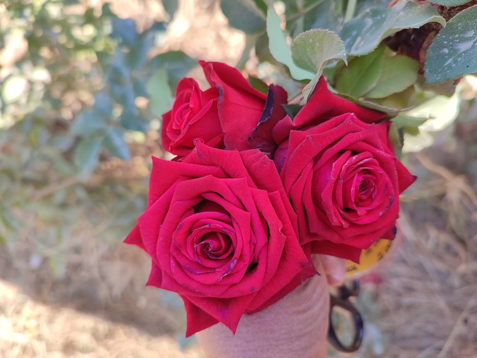 Atirgul qizil sariq oq