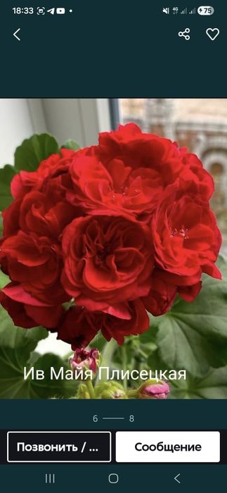 Черенки коллекционных пеларгоний