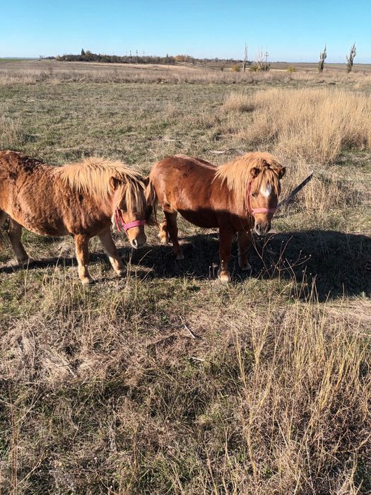 Vand 2 ponei,baiat si fata,in varsta de 1 an jumate!