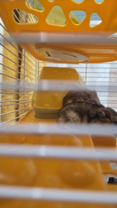 Продам клетку с хомяками