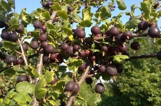 Россия Йоштаси, қора ва қизил смородирналари