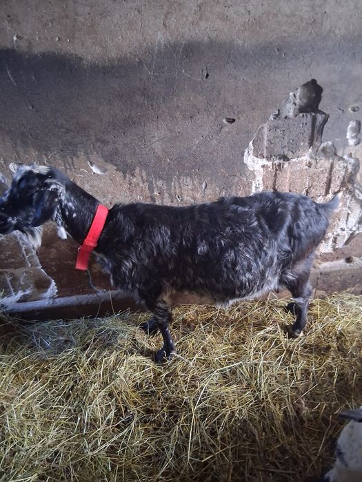 Vând capra bună de lapte cu ed după ia