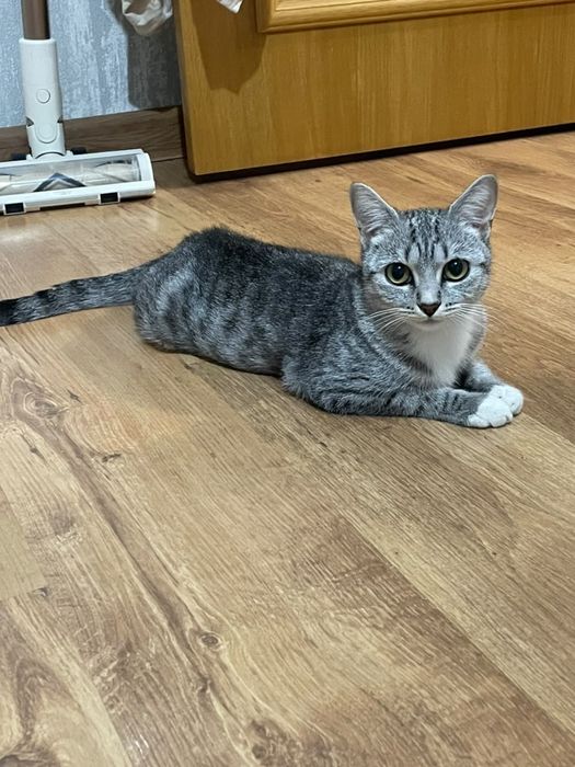 Котенок Египетская Мау