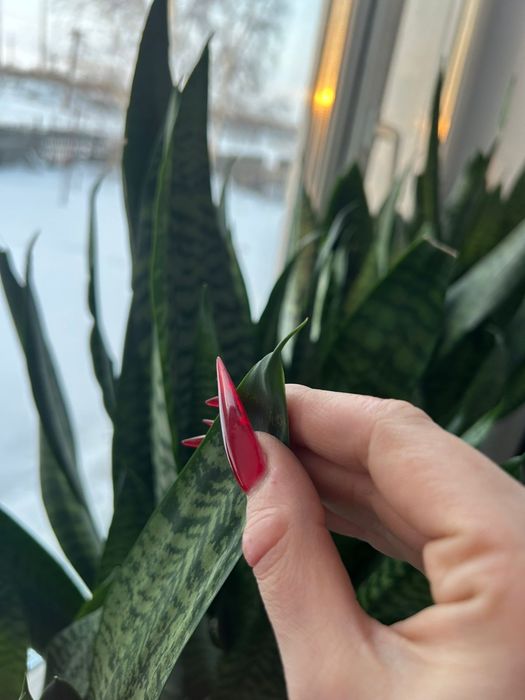 Сансиверия Робуста