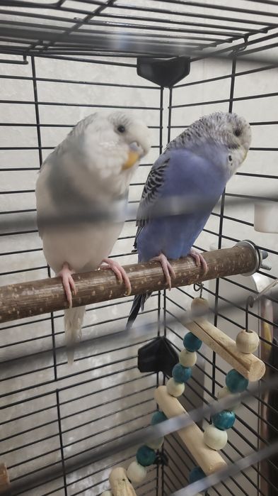 Продам белую попугая