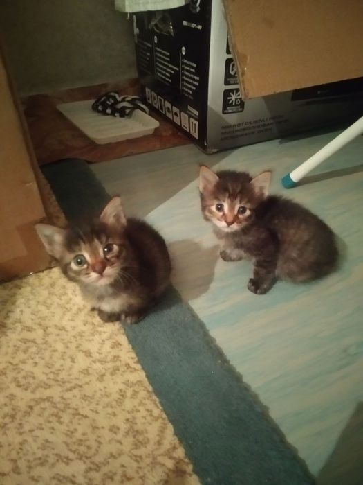 Котята добрые руки