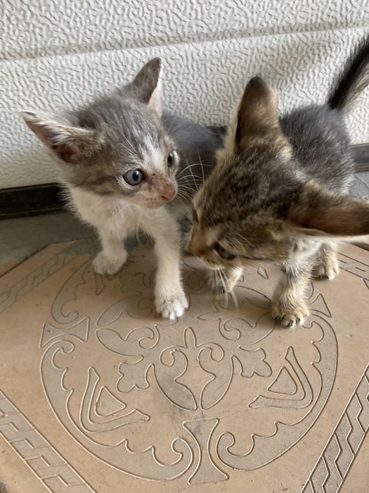 Раздаем котят (2шт остались)