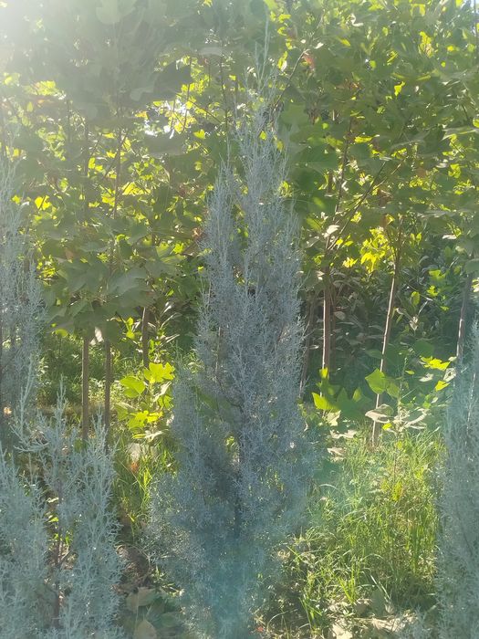 Archa va lola kochatlari sotiladi