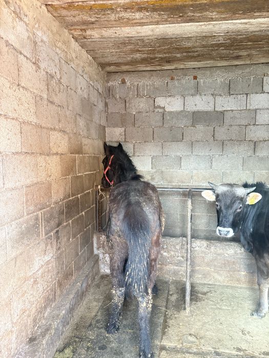 Продам  хорошего тайчика