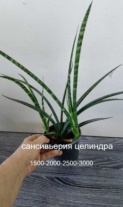 Комнатные цветы . Не капризные. от 1500 т
