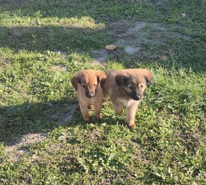 catelusi spre adoptie