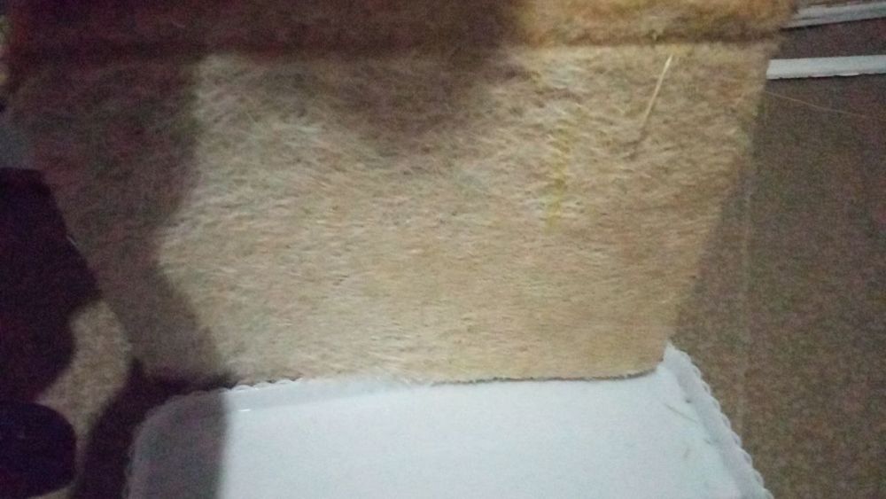 Gidroponika usulida óstirilgan / undirilgan bug'doy & arpa