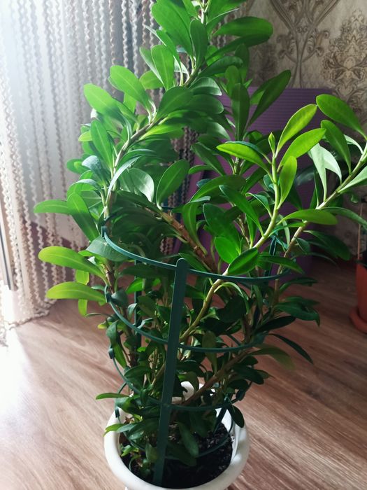 Продам цветы  молочай, аспарагуси алоэ