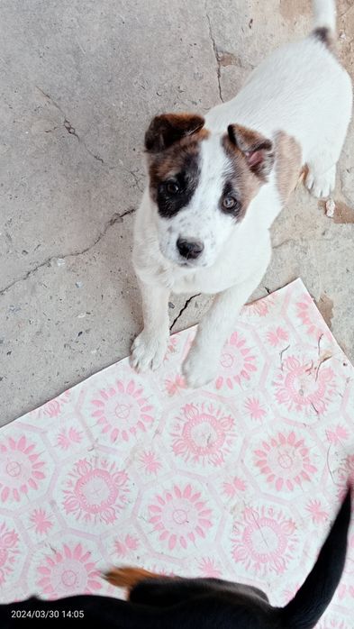 Собачки, девочки