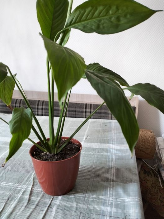 Продам домашние цветы