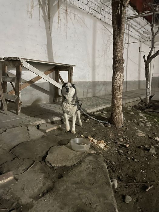 Toza zotli it …………….                                                 .