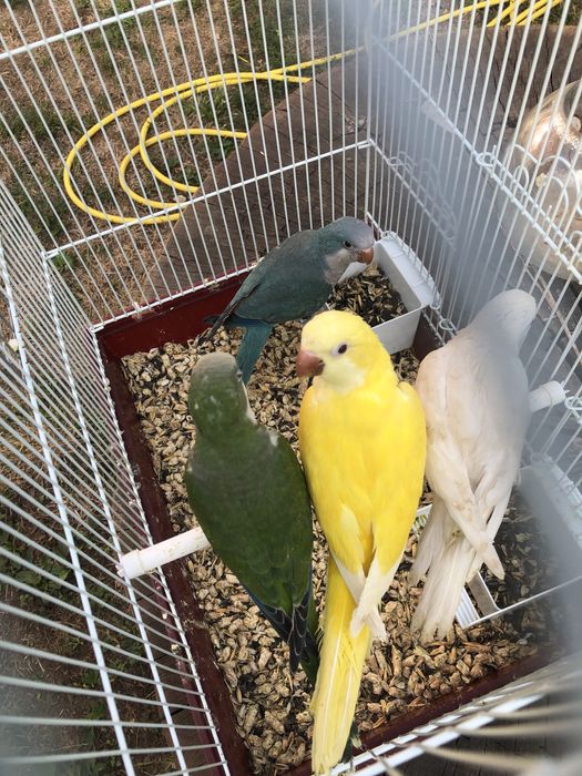 Papagali vorbitori blanzi calugari micul alexandru