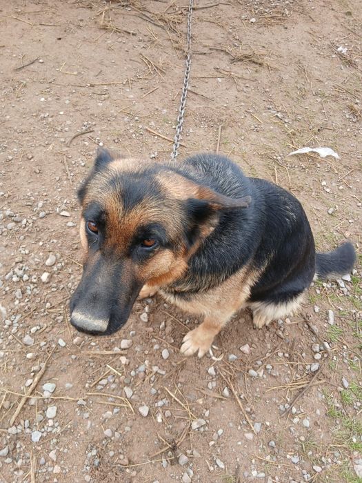 немецкая овчарка