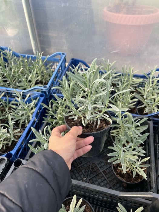 Leylandi, lavanda, leandru