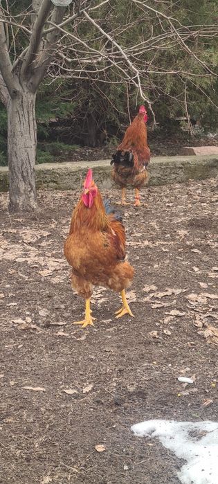 Продам петухов кучинская порода