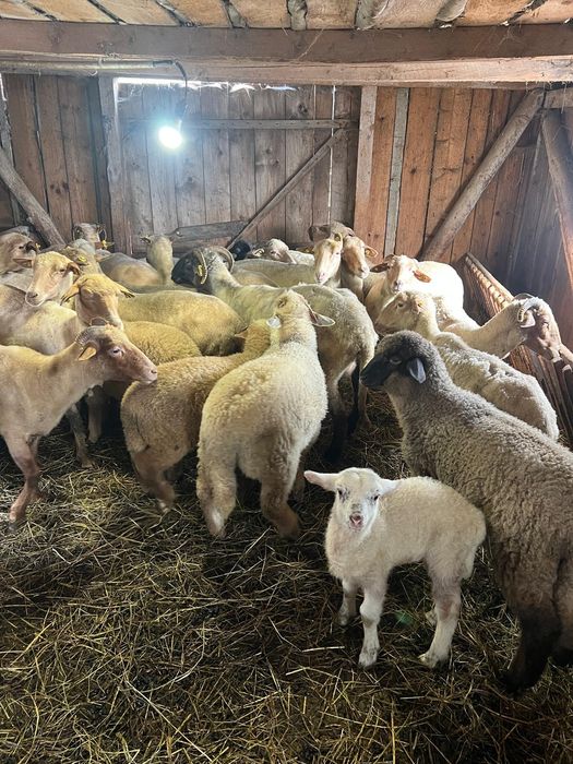 De vânzare 12 oi tinere cu miei