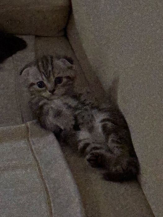 Продам котенка скотиш фолд