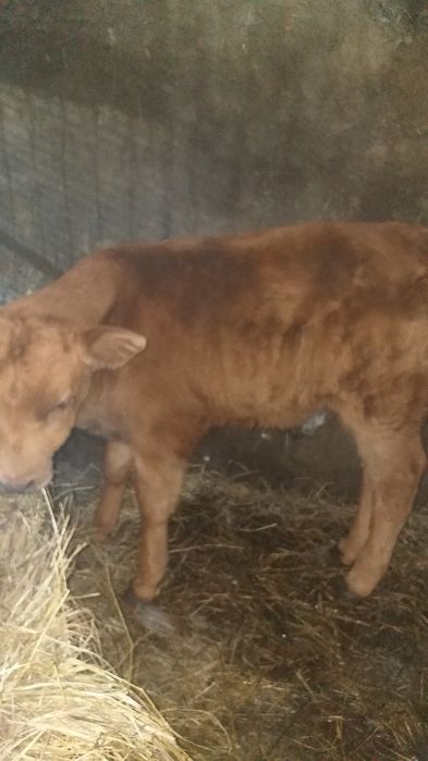 Продам теленка и телку